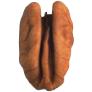 PecanJumbo
